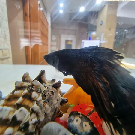 Perlo 3* אנטליה